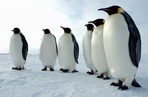 pinguino-emperador1