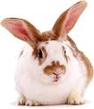 conejo