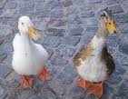 pato