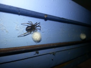 Spider 2