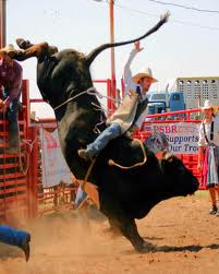 rodeo-bull