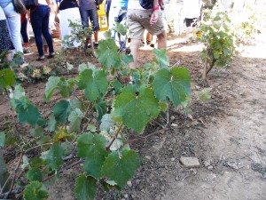 DSCN4587