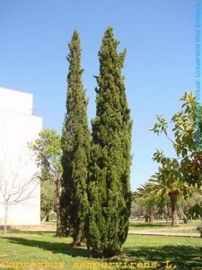 berni1-20080528194738