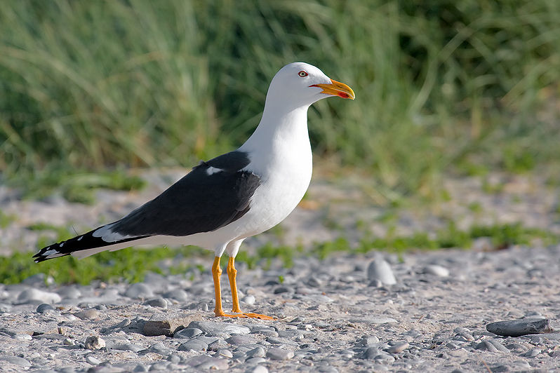 798px-larus-fuscus-graellsii-he11