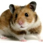 hamster