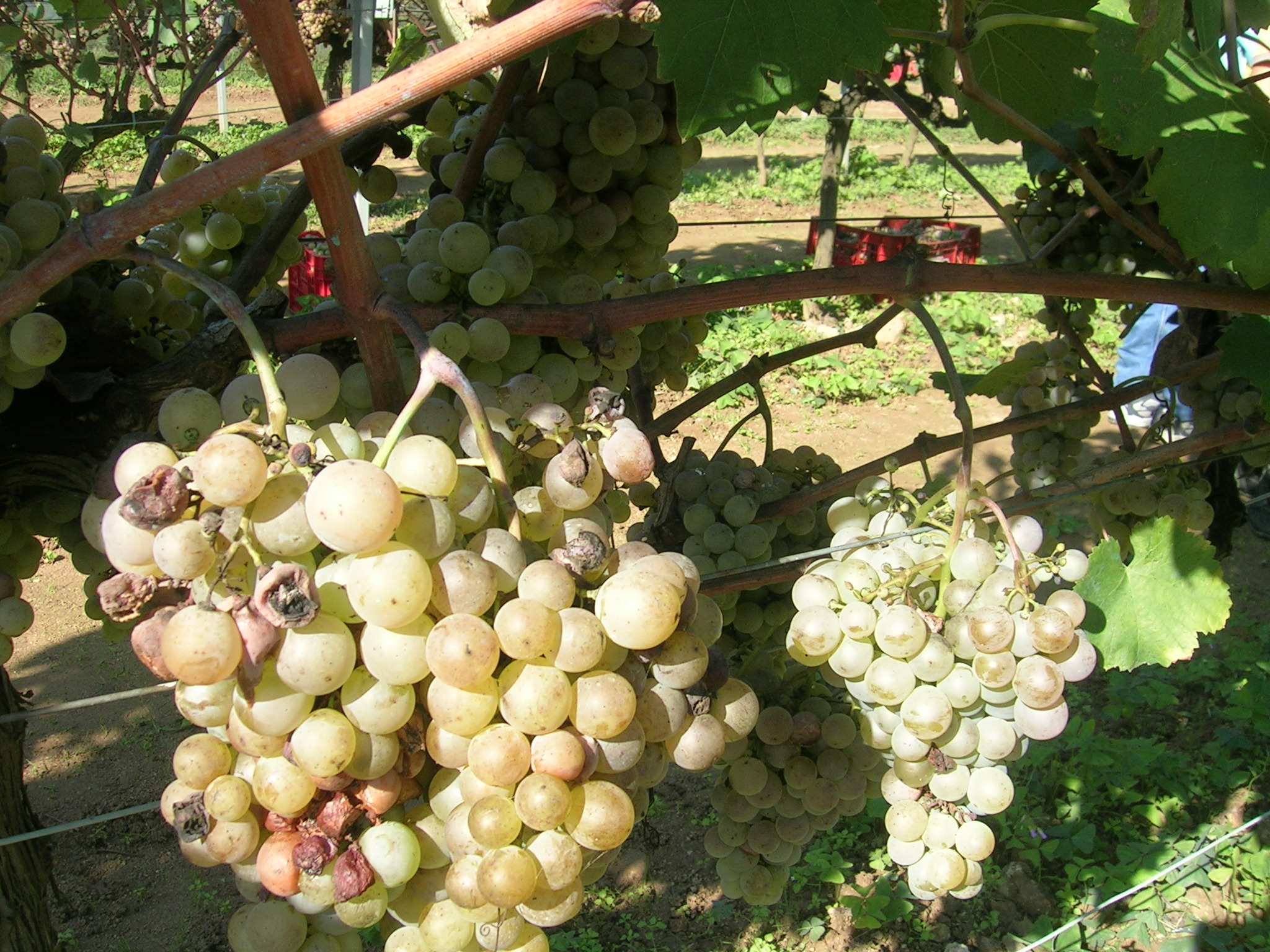 la-verema-006.jpg