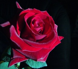 foto-rosa-roja1