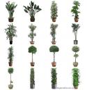 plantes.jpg