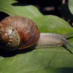 cargols