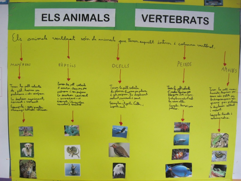 animals-vertebrats-1