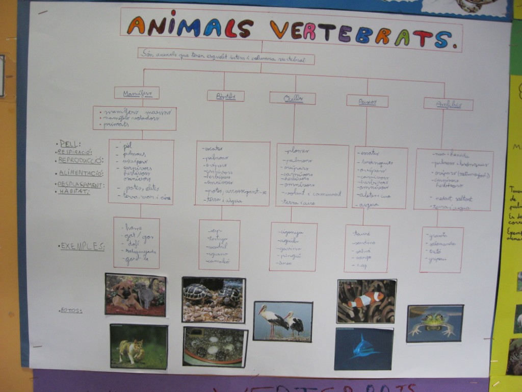 animals-vertebrats-2