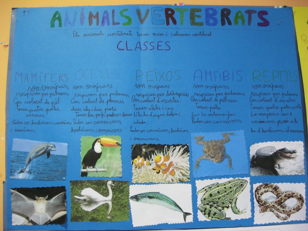animals-vertebrats-3