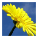 flor.png
