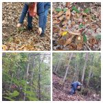 img-20161020-wa0001-collage