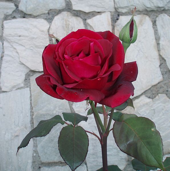 596px-rosa_roja_jardin1