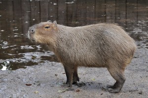 capibara