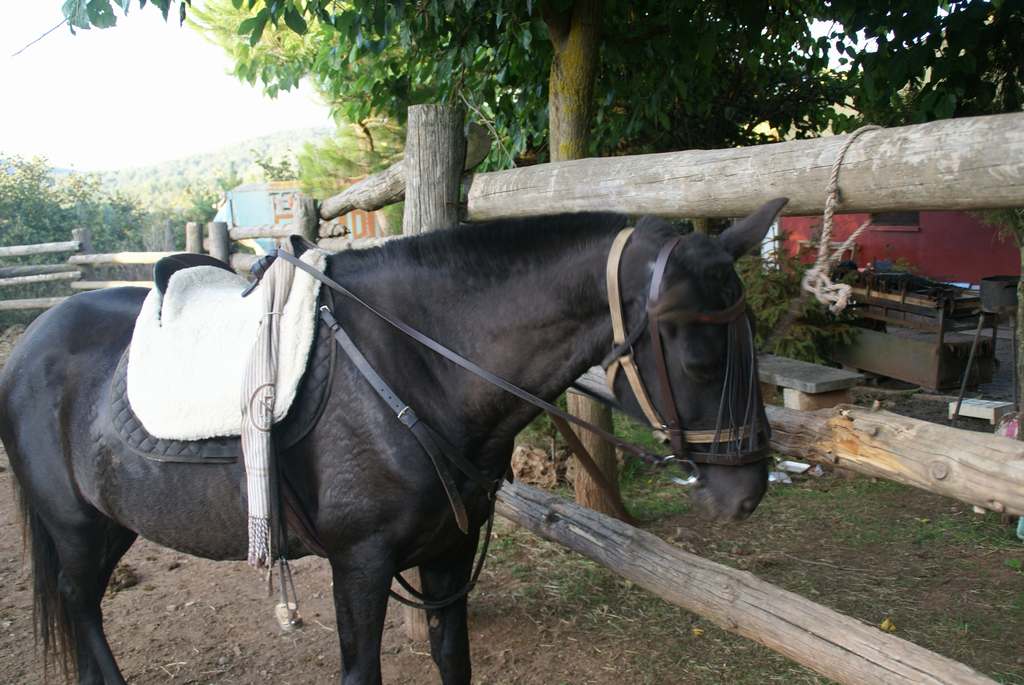 Yegua Negra