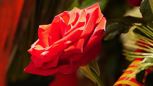 rosa-sant-jordi-noticias