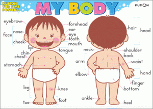 image_tub_body