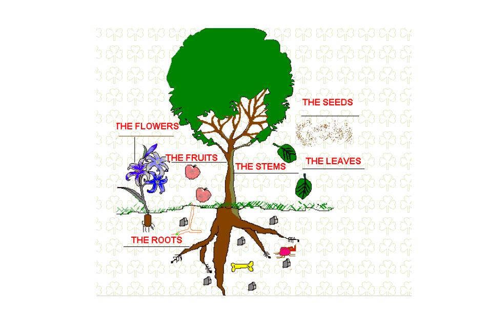 parts-of-plants1