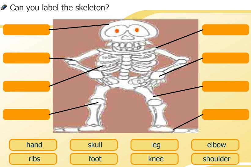 skeleton