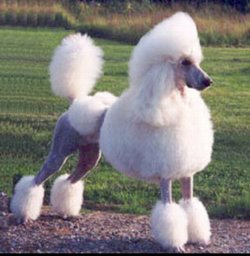 caniche3