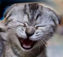 gato-feliz