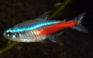 neon_tetra