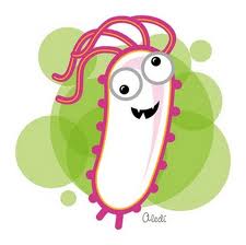 poll (aportació del tifus)