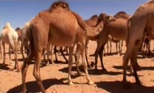sahara