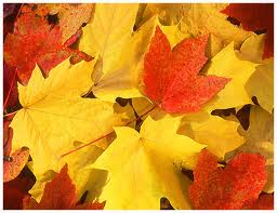 leaves1
