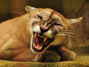 animals-puma_00336768