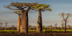 baobabs4