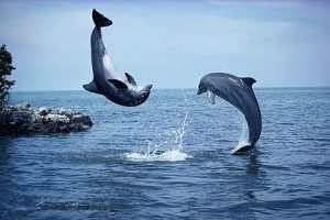 naixament d'un dofí