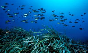 posidonia_biel_perello