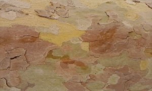 Detall escorça. Agost 2012