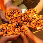 cacao-effets-bénéfiques-santé-maladies-cardiovasculaires-cancer