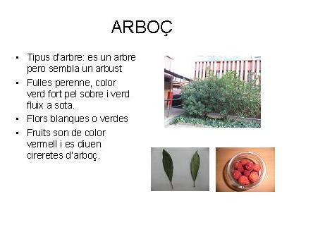 arboc1