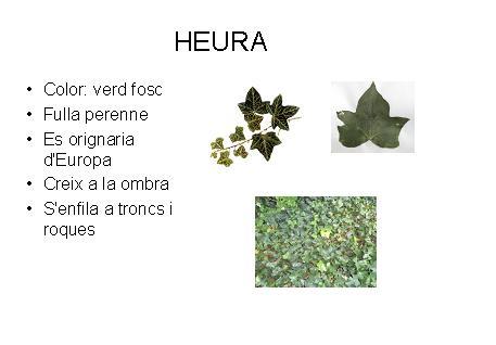 heura