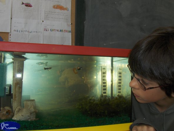 petitimagencriesdeguppys-011.jpg