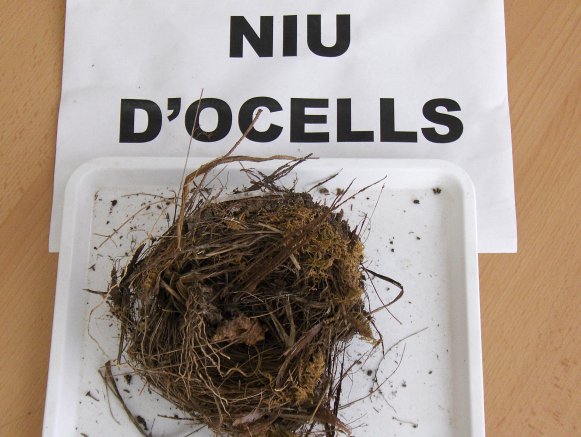 petitniudocells089.jpg