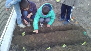 hort 1