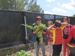 HORT5