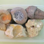 petitIMG_6089