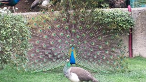 20150323_145839 (640x360)
