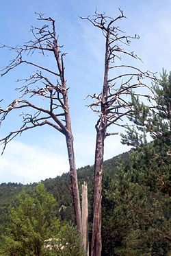 pi-de-les-tres-branques