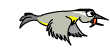 PÁJARO