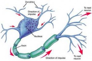neuronas