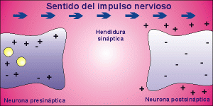 sentit de l'impuls nerviós