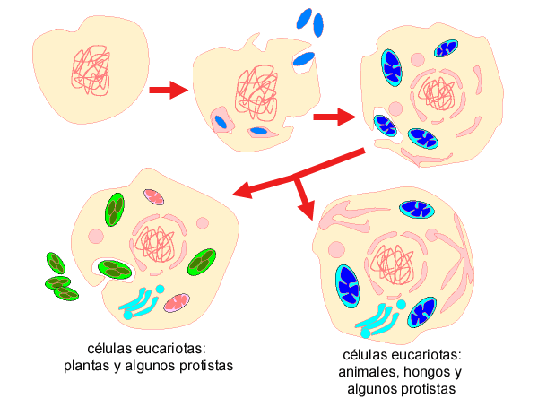 Teoria endosimbiòtica